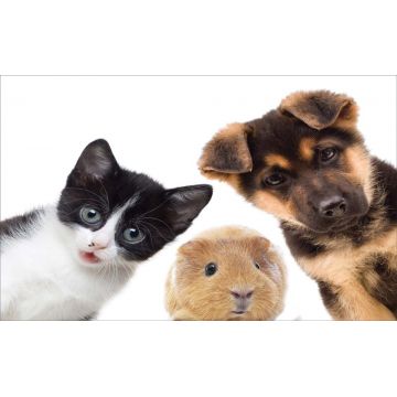 Covoras bucatarie Davo Pro Animals, nylon, multicolor, dreptunghiular, 50x80cm ieftin