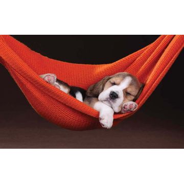 Covoras bucatarie Davo Pro Puppy, nylon, multicolor, dreptunghiular, 50x80cm, cod 33028 ieftin